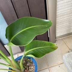 交渉中　オーガスタ　ニコライの画像