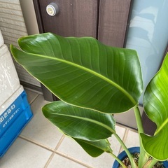 交渉中　オーガスタ　ニコライの画像