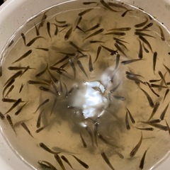 夜でも取引可能メダカや雑魚 早い者勝ち！