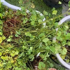 ウォータークローバー🍀🪣いっぱいの画像