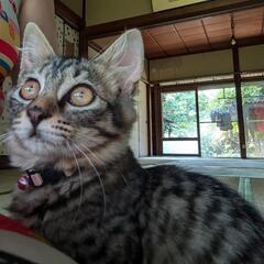 生後5ヶ月 子猫の里親募集
