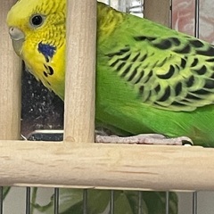 セキセイインコ（一歳）の里親募集