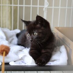 なつきました。とても元気です。子猫　黒猫　画像追加。