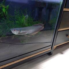 シルバーアロワナ　約２５センチ　熱帯魚