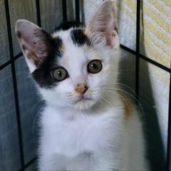 あまり慣れてないんですが、顔はめっちゃかわいい三毛