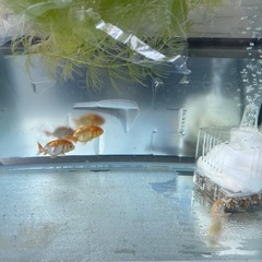 らんちゅう　決まりました！沢山のお問い合わせありがとうの画像