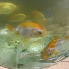 らんちゅう　決まりました！沢山のお問い合わせありがとうの画像