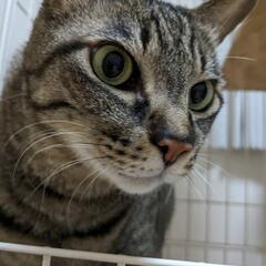 7歳オス 去勢済み 先週ワクチン接種
