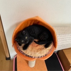 僕の家族になって下さい！ - 猫