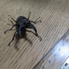 ミヤマクワガタ大小４匹、の画像