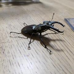 ミヤマクワガタ大小４匹、の画像