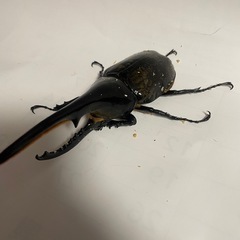 ⑯ヘラクレスオオカブト新成虫ペア品　(オス♂がB品)遠方取引可能の画像