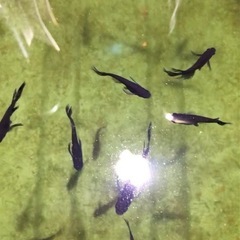 メダカ