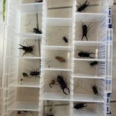 ノコギリクワガタ♂のみ