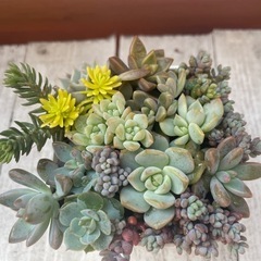 【決まりました】モズ　スニーカー　Mサイズ　多肉植物寄せ植えの画像