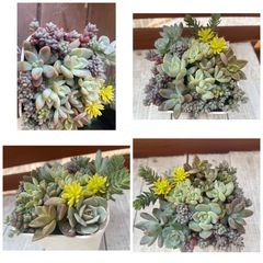 【決まりました】モズ　スニーカー　Mサイズ　多肉植物寄せ植えの画像