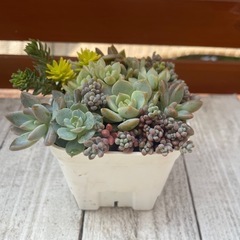 【決まりました】モズ　スニーカー　Mサイズ　多肉植物寄せ植えの画像