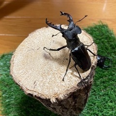 購入者確定㉜天然特大ミヤマクワガタ♂単品68mm upの画像