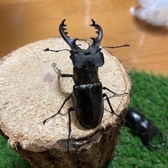 購入者確定㉜天然特大ミヤマクワガタ♂単品68mm up