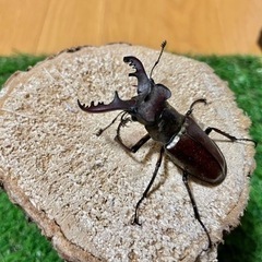 ㉝天然ミヤマクワガタ♂（B品）