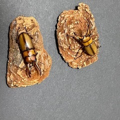 アスタコイデスノコギリクワガタ♂単品