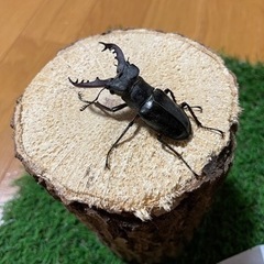 早い者勝ち㉞天然ミヤマクワガタ♂ⅹ2   56mm、48mm（南会津野外集）8月の画像
