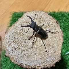 早い者勝ち㉞天然ミヤマクワガタ♂ⅹ2   56mm、48mm（南...