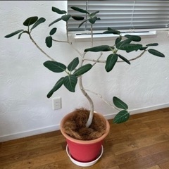 観葉植物