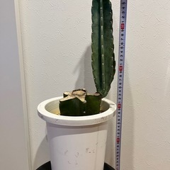 サボテン