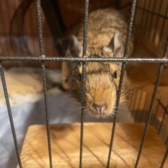 デグー里親募集しています💦