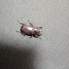 トカラコクワガタ　悪石島産　♀の画像