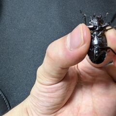 トカラコクワガタ　悪石島産　♀の画像