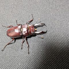 トカラコクワガタ　悪石島産　♀の画像