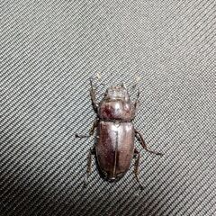 トカラコクワガタ　悪石島産　♀
