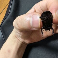 トカラコクワガタ　悪石島産　♀の画像
