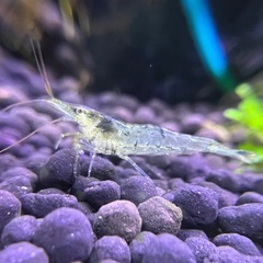 別投稿からお問い合わせください！ ミナミヌマエビの画像