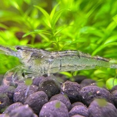 別投稿からお問い合わせください！ ミナミヌマエビの画像