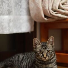 新規受付停止　キジ子猫ちゃん　飼い主不在確認済み