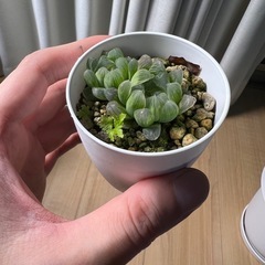 ハオルチア　オブツーサの画像