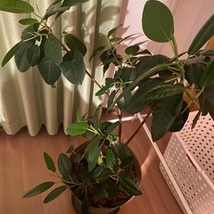 フランスゴムの木🌿