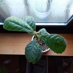 ビワの苗