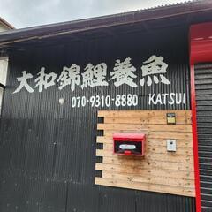 奈良県初錦鯉専門店★大和錦鯉養魚