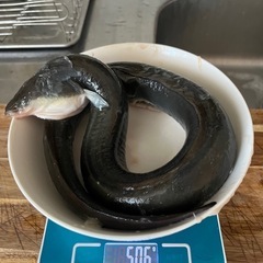 何が何でも、ウナギ釣りっ‼️ - 友達