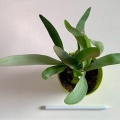 観葉植物　ビカクシダ　ベイチー　(ビーチー)  Platycer...