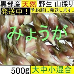 すぐにお渡しできます♪黒部峡谷の天然みょうが・ミョウガ・冥加 500g
