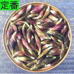 すぐにお渡しできます♪黒部峡谷の天然みょうが・ミョウガ・冥加 1000gの画像