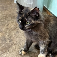 人慣れして甘えてくる長毛のサビ猫