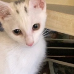 18日譲渡会参加猫ちゃん