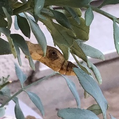 この2匹のサナギ　生きてますか？
