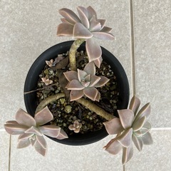 グラパラリーフ  の画像